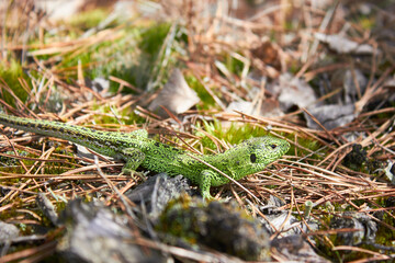 European green lizard (Lacerta agilis) in the forest.