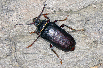 The female or Sawyer (Prionus coriarius) male on old wood.