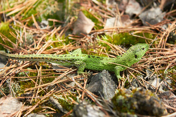 European green lizard (Lacerta agilis) in the forest.