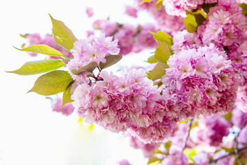 pink sakura flower on bloom spring tree