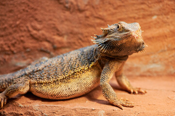 pregnant bearded dragon in private terrarium looking at camera