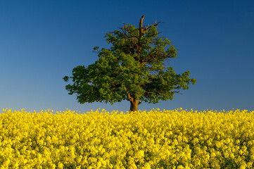 Green, old and lone linden tree growing in the middle of an agricultural field. Clear blue sky without clouds. Yellow flowered field of oilseed rape.