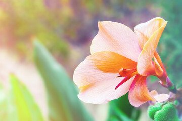 Fototapeta na wymiar beautiful tropical red canna flower on blurry background