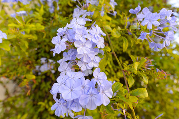 Kap-Bleiwurz (Plumbago auriculata)