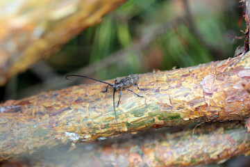The pine sawyer beetle, also referred to as the black pine sawyer beetle - Monochamus galloprovincialis. It is a pest of pines in forests.