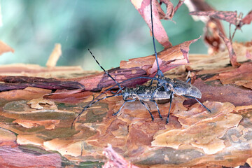 The pine sawyer beetle, also referred to as the black pine sawyer beetle - Monochamus...