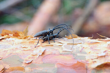 The pine sawyer beetle, also referred to as the black pine sawyer beetle - Monochamus...