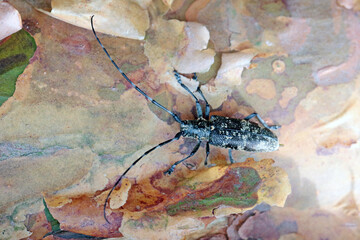 The pine sawyer beetle, also referred to as the black pine sawyer beetle - Monochamus galloprovincialis. It is a pest of pines in forests.