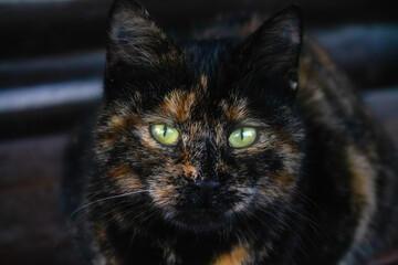 Young dark stray cat looking at the camera with her intense emerald green eyes