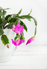 Blooming houseplant, pink Decembrist on a light background.