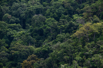 Fototapeta na wymiar partial view of forest on hill in tropical coastal region