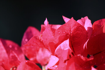 Close up of pink azalea flowers with raindrops, flower background