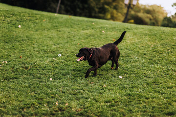 A beautiful black dog of the Labrador breed walks through the green grass, meadow in nature.