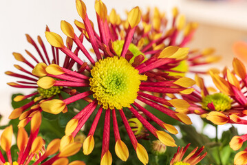 Beautiful red and yellow chrysanthemum flower, background.