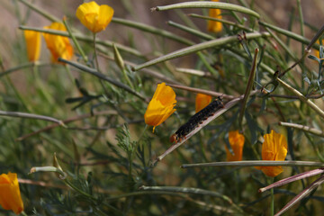 Yellow poppies and Caterpillar, green background