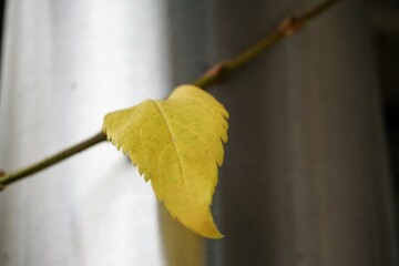 Pflanzenzweig mit geben Blatt vor silberner Metallsäule im Herbst 