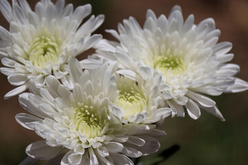 Close up of white chrysanthemum flowers, blurred background