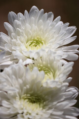Close up of white chrysanthemum flowers, blurred background