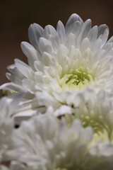 Close up of white chrysanthemum flowers, blurred background
