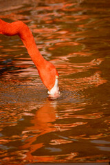 A single flamingo uses its beak to filter food from the water of this shallow lagoon. 