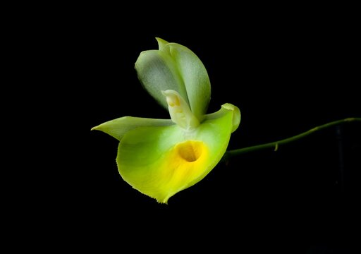 Elegant green orchid flower (Catasetum pileatum Jumbo Green Gold) blooming