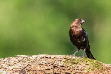 Brown-headed Cowbird Perched On Log