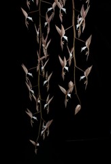 Interesting hanging orchid display with dragon-like flowers isolated in a black background (Gongora leucochila)