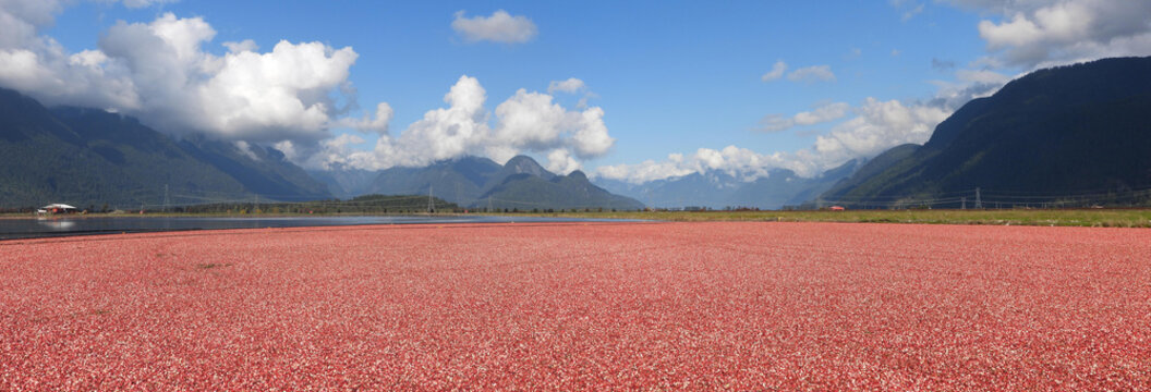 Cranberry harvest floating on the water surface