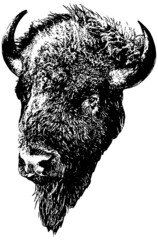 American Bison head in black on white background  © K KStock