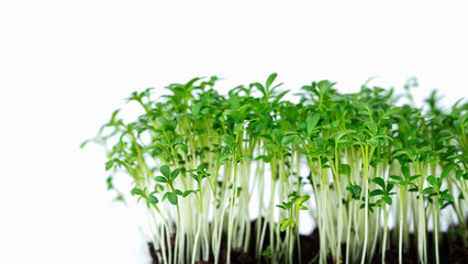 Close up of super food micro greens on white background