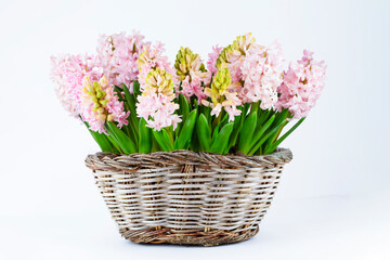 Group of pink hyacinth flowers inside of garden basket