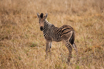 A very young Zebra foul 15048