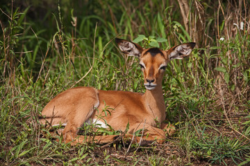 A Single Impala Lamb (Aepyceros melampus) 15225
