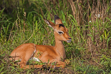 A Single Impala Lamb (Aepyceros melampus) 15226