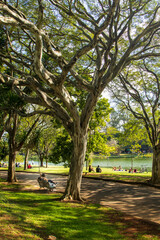 Área verde em São Paulo. 
Parque na capital de São Paulo.