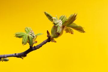 Horse chestnut germs on a yellow background