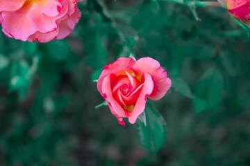 Close-up of rose blooming background. Pink rose bloom high angle view. - Powered by Adobe