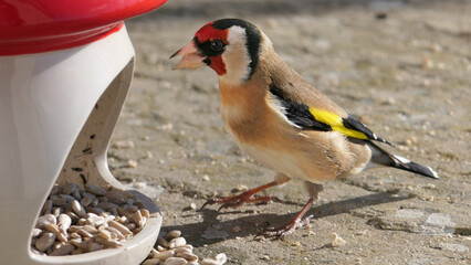 Goldfinches feeding from a Mushroom Toadstool Ceramic Bird Feeder UK