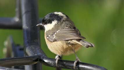 Coal Tit sitting on a gate in a wood UK