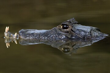 crocodile in the water