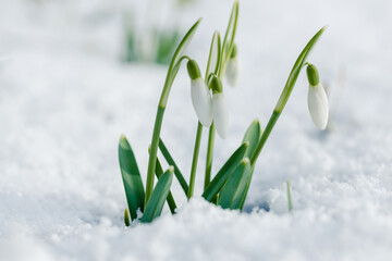 First spring white snowdrops flowers sticking out from the snow on a forest glade. Sunny spring day.