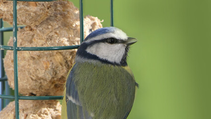 Blue Tit feeding on fat balls Coconut halves Suet on bird table uk