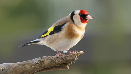 Goldfinch on a branch in wood in UK