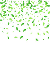 Light Green Leaf Background White Vector. Vegetation Flying Illustration. Botanical Card. Greenish Eucalyptus Design. Foliage Copy.
