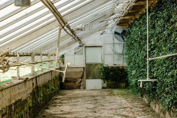Fototapeta na wymiar An empty greenhouse with glass ceiling and walls and a greenery covered wall
