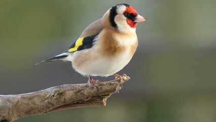 Goldfinch on a branch in wood in UK