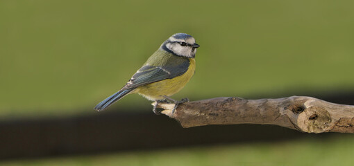 Blue Tit sitting a on a branch in a wood in UK