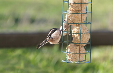 The long-tailed tit feeding on fat balls Coconut halves Suet on bird table