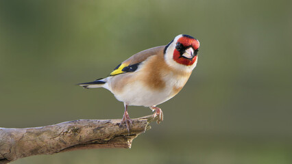 Goldfinch on a branch in wood in UK