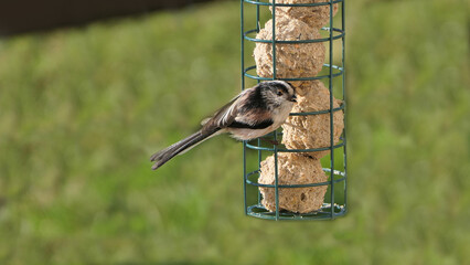 Naklejka premium The long-tailed tit feeding on fat balls Coconut halves Suet on bird table